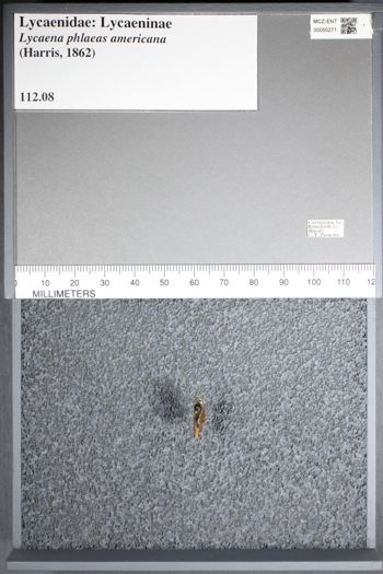Media type: image;   Entomology 50271
